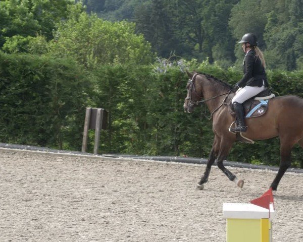 Reitturnier Margarethenhof / Beckingen 2024