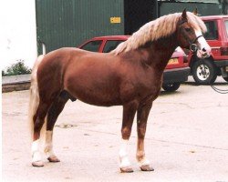 Pferd Rainhill Hurricane (Welsh-Cob (Sek. D), 1988, von Degla Country Flyer)