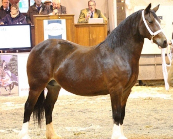 broodmare Abergavenny Roxanne (Welsh-Cob (Sek. D), 2001, from Derwen Railway Express)