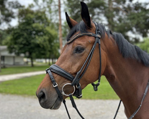 dressage horse Viva West (Westphalian, 2019)