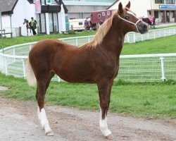 horse Abergavenny Princess Alice (Welsh-Cob (Sek. D), 2010, from Menai Firestorm)