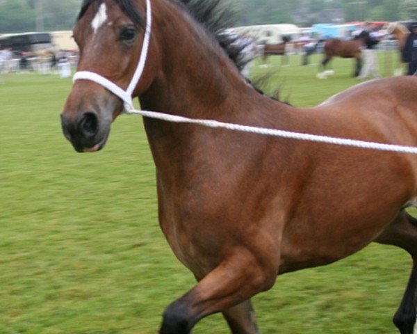 broodmare Abergavenny Alexis (Welsh-Cob (Sek. D), 2010, from Menai Firestorm)