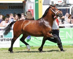 horse Abergavenny Eloquence (Welsh-Cob (Sek. D), 2014, from Trevallion Picasso)