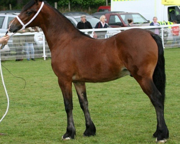 horse Abergavenny Ancelotti (Welsh-Cob (Sek. D), 2010, from Trevallion Picasso)