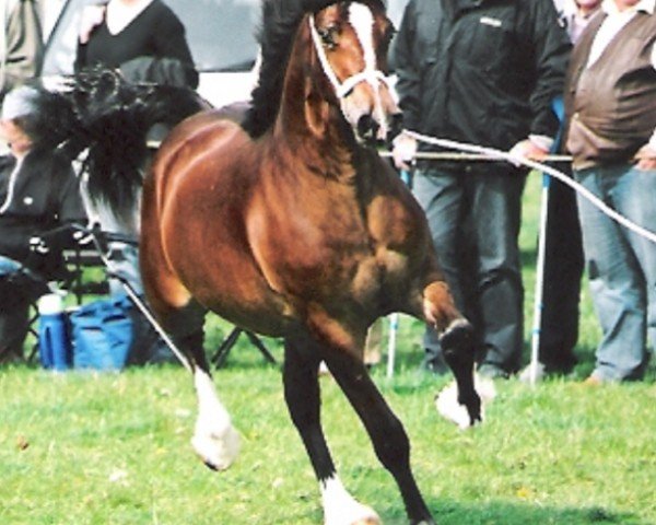 broodmare Abergavenny Welsh Lady (Welsh-Cob (Sek. D), 2006, from Derwen Railway Express)