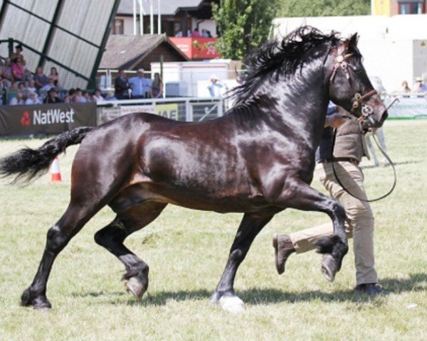 Pferd Abergavenny Checkmate (Welsh-Cob (Sek. D), 2012, von Trevallion Picasso)