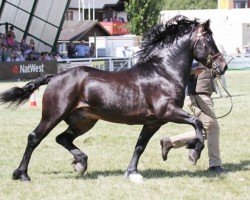 horse Abergavenny Checkmate (Welsh-Cob (Sek. D), 2012, from Trevallion Picasso)