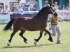 Zuchtstute Pennal Free Dancer (Welsh-Cob (Sek. D), 1999, von Tymor Pele)