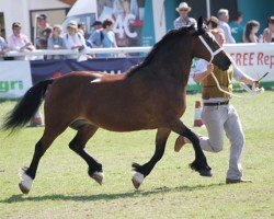 broodmare Pennal Free Dancer (Welsh-Cob (Sek. D), 1999, from Tymor Pele)