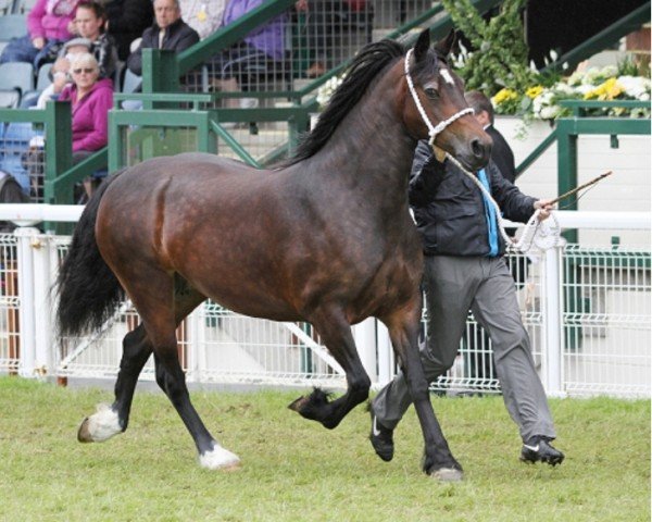 Zuchtstute Pennal Princess Royal (Welsh-Cob (Sek. D), 2005, von Solloway Hooch)