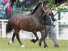 broodmare Pennal Princess Royal (Welsh-Cob (Sek. D), 2005, from Solloway Hooch)