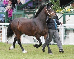 broodmare Pennal Princess Royal (Welsh-Cob (Sek. D), 2005, from Solloway Hooch)