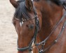 eventing horse Loron SW Z (Zangersheide riding horse, 2007)