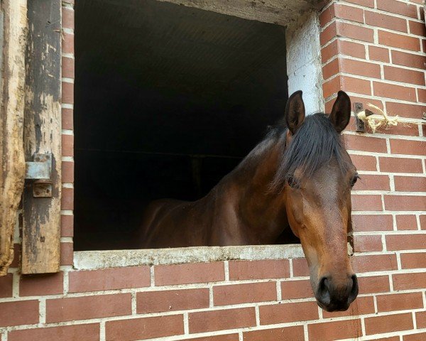 jumper Conrads Cavendish (Holsteiner, 2021, from Corfu de La Vie)