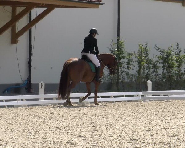 Reitturnier Avenches 2024