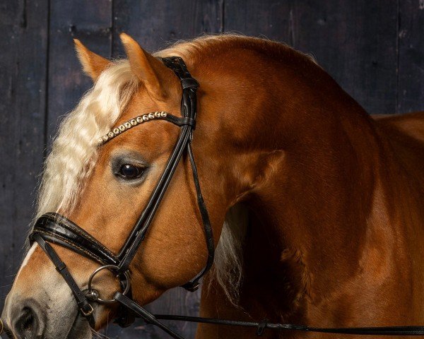 Pferd Ambitey van Seadrift (Haflinger, 2020, von Abendwind)