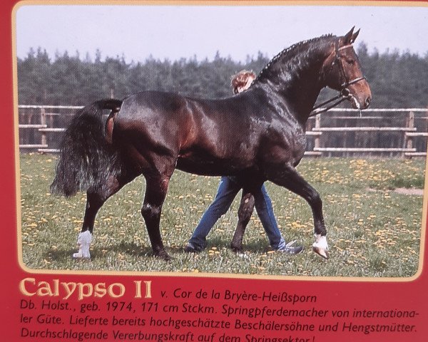 Deckhengst Calypso II (Holsteiner, 1974, von Cor de la Bryère)
