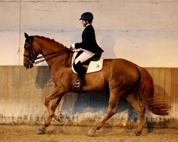 dressage horse Fleur en rouge (Hanoverian, 2012, from Fürst Nymphenburg)