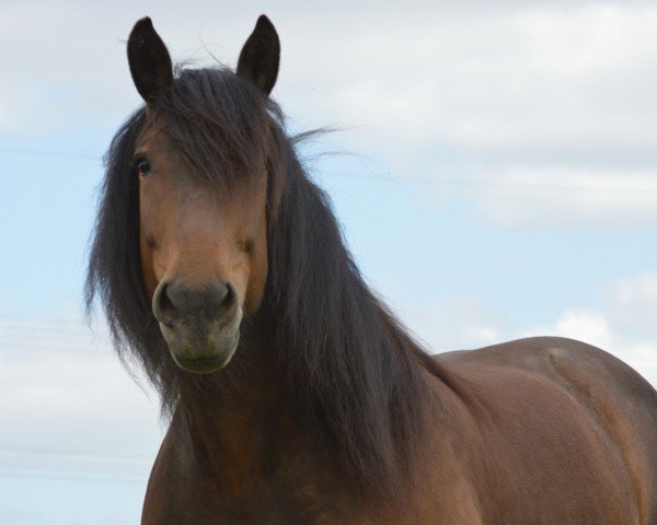 broodmare Emma (Noric, 2010, from Raab Nero)