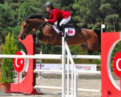 jumper Matcho (Swedish Warmblood, 2002, from Acagion)