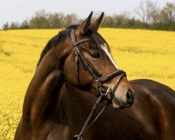 dressage horse Ives Madeira (Trakehner, 2019, from Münchhausen)