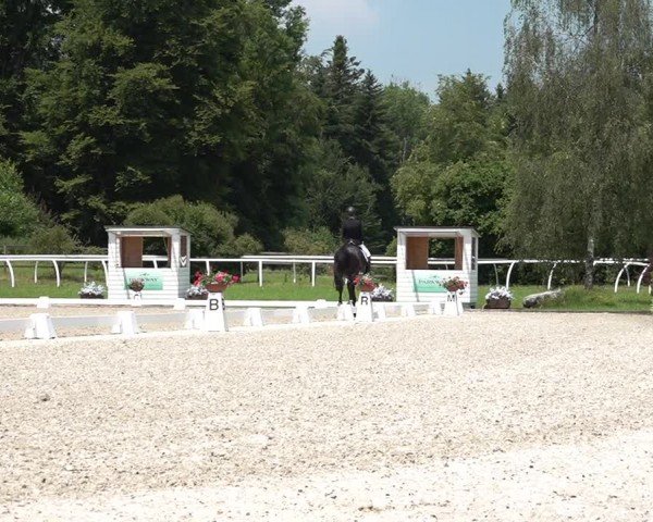 Reitturnier Grüningen 2024