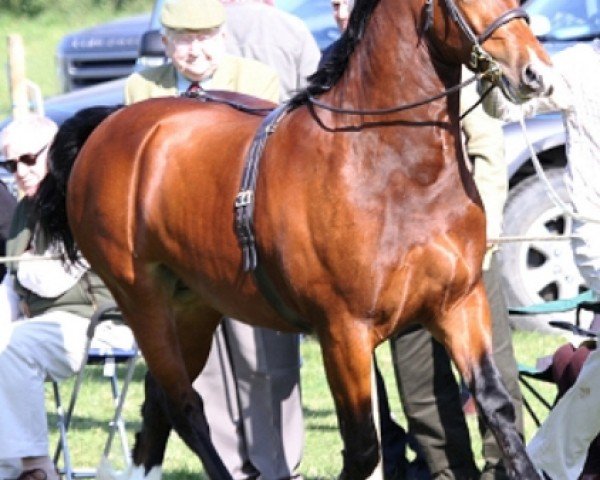 horse Rhyd Ddu Prince William (Welsh-Cob (Sek. D), 2011, from Llechfryn Josiwa)