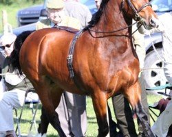 horse Rhyd Ddu Prince William (Welsh-Cob (Sek. D), 2011, from Llechfryn Josiwa)