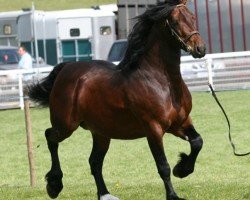 stallion Llechfryn Josiwa (Welsh-Cob (Sek. D), 2001, from Fronarth Victor)