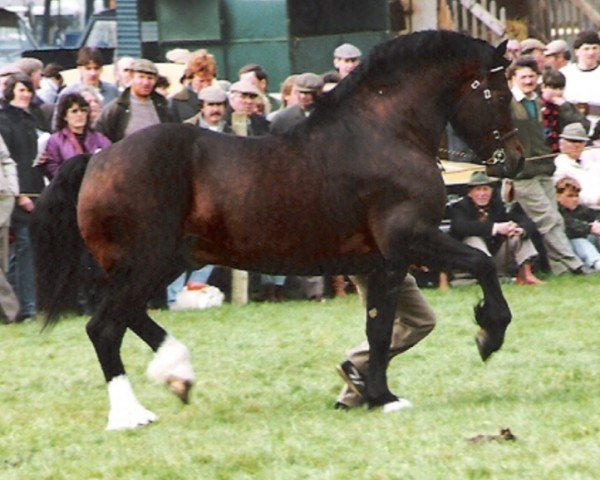 Deckhengst Moelgwyn Boneddwr (Welsh-Cob (Sek. D), 1986, von Ty'r Capel Morgan)