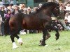 stallion Moelgwyn Boneddwr (Welsh-Cob (Sek. D), 1986, from Ty'r Capel Morgan)