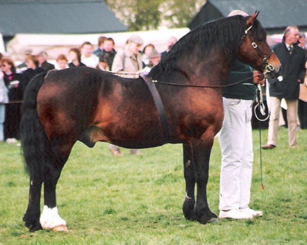 Deckhengst Ty'r Capel Morgan (Welsh-Cob (Sek. D), 1973, von Parc Welsh Flyer)