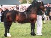 stallion Ty'r Capel Morgan (Welsh-Cob (Sek. D), 1973, from Parc Welsh Flyer)