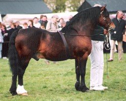 stallion Ty'r Capel Morgan (Welsh-Cob (Sek. D), 1973, from Parc Welsh Flyer)