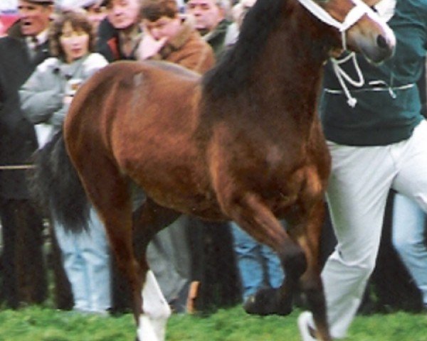 Pferd Moelgwyn Llinos (Welsh-Cob (Sek. D), 1989, von Ty'r Capel Morgan)