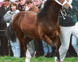 Pferd Moelgwyn Llinos (Welsh-Cob (Sek. D), 1989, von Ty'r Capel Morgan)