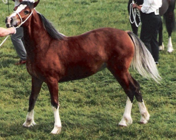 Pferd Moelgwyn Nest (Welsh-Cob (Sek. D), 1992, von Ty'r Capel Morgan)