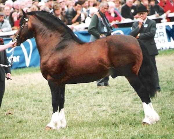 stallion Moelgwyn Dafydd Ddu (Welsh-Cob (Sek. D), 1990, from Brenin Dafydd)