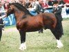 stallion Moelgwyn Dafydd Ddu (Welsh-Cob (Sek. D), 1990, from Brenin Dafydd)