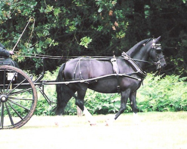 horse Tyrpentre Daffydd Ddu (Welsh-Cob (Sek. D), 1999, from Moelgwyn Dafydd Ddu)