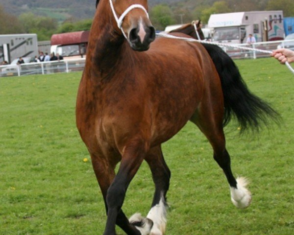 broodmare Abergavenny Morning Maid (Welsh-Cob (Sek. D), 2007, from Trevallion Picasso)