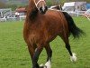 broodmare Abergavenny Morning Maid (Welsh-Cob (Sek. D), 2007, from Trevallion Picasso)