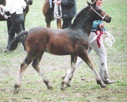 horse Abergavenny Achilles (Welsh-Cob (Sek. D), 2007, from Trevallion Picasso)