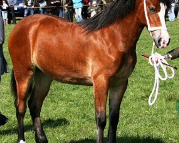 Pferd Abergavenny Princess Yasmin (Welsh-Cob (Sek. D), 2008, von Trevallion Picasso)