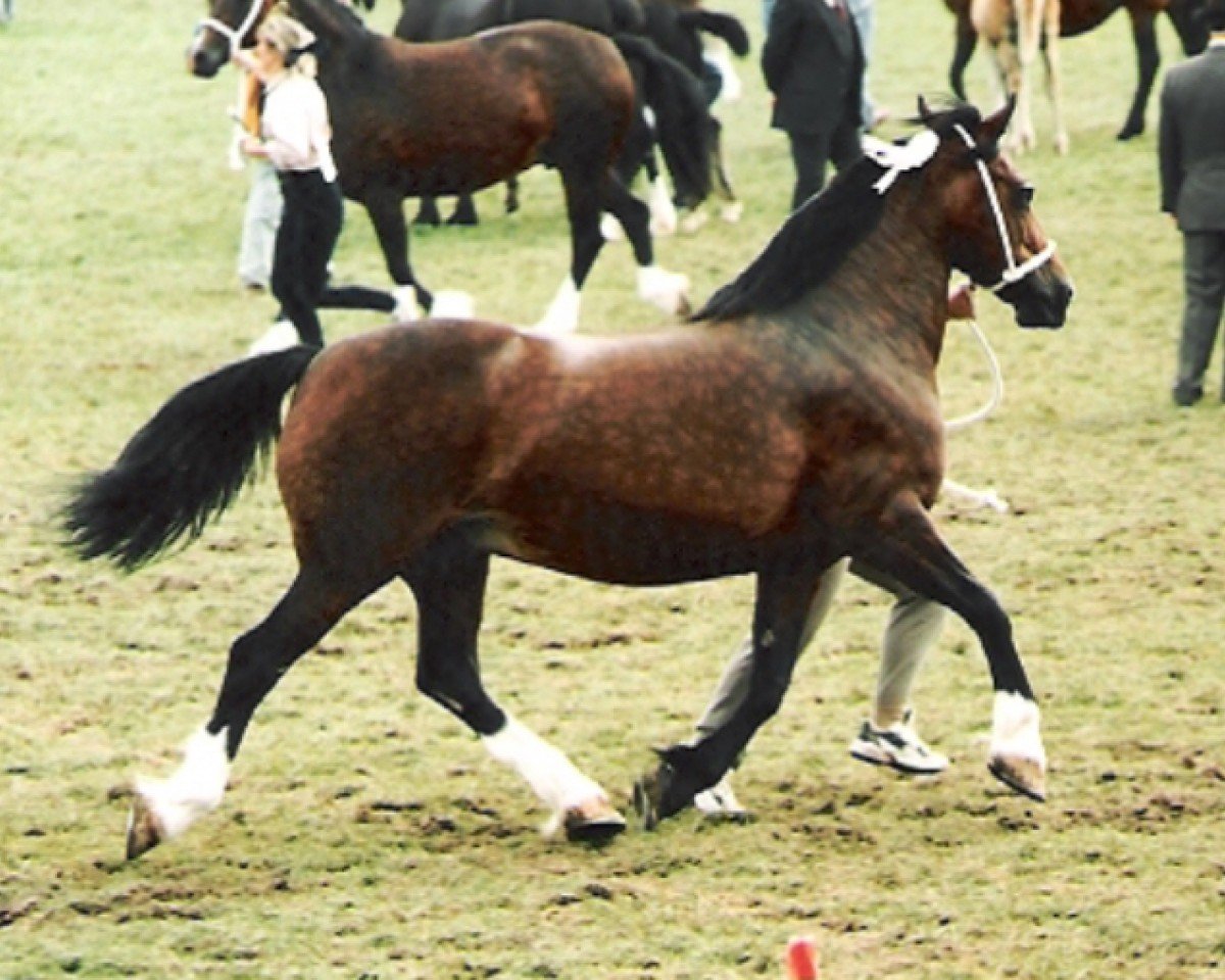 broodmare Northleach Danielle (Welsh-Cob (Sek. D), 1981, from Nebo Daniel)
