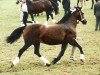 Zuchtstute Northleach Danielle (Welsh-Cob (Sek. D), 1981, von Nebo Daniel)