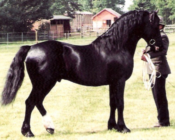 stallion Parc Brigadier (Welsh-Cob (Sek. D), 1973, from Hewid Cardi)