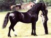 stallion Parc Brigadier (Welsh-Cob (Sek. D), 1973, from Hewid Cardi)