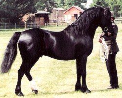 Deckhengst Parc Brigadier (Welsh-Cob (Sek. D), 1973, von Hewid Cardi)