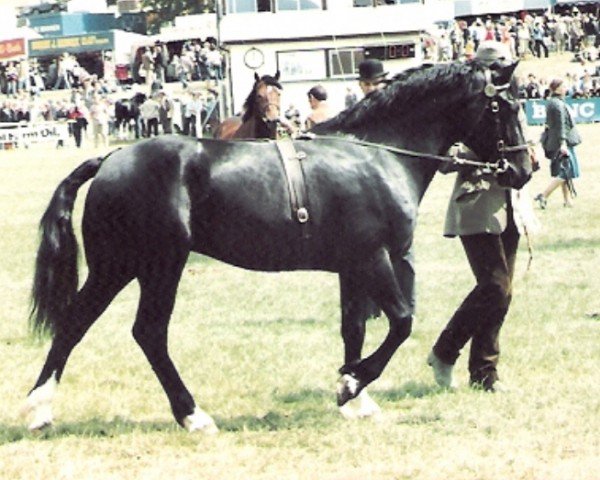 Deckhengst Goodfellows Wizard (Welsh-Cob (Sek. D), 1978, von Parc Brigadier)